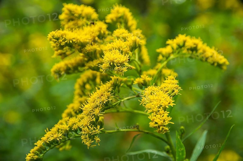 The giant goldenrod, Solidago gigantea, a neophyte from North America, has become native to the Königsbrücker Heide Nature Reserve, former Soviet Army training ground, Königsbrück, West Lusatia, Saxony, Germany. The Giant Goldenrod, Solidago Gigantea, a neophyte form Norht America has become native to the Königsbrücker Heide Nature Reserve, former Soviet Army Training Area, Königsbrück, West Lusatia, Saxony, Germany
