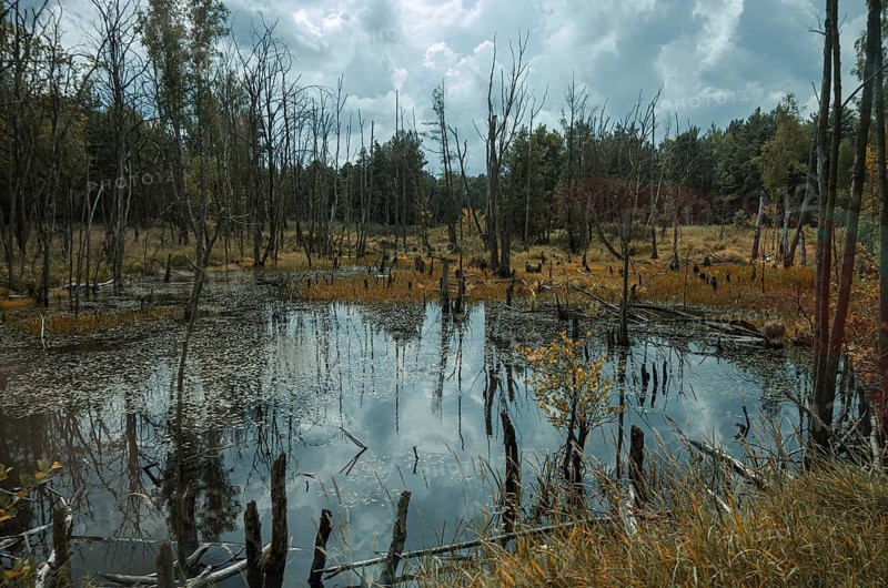 Pristine swamp area in the Königsbrücker Heide Nature Reserve, former Soviet Army training area, Königsbrück, West Lusatia, Saxony, Germany. Primeval Swamp in the Königsbrücker Heide Nature Reserve, former Soviet Army Training Area, Königsbrück, West Lusatia, Saxony, Germany