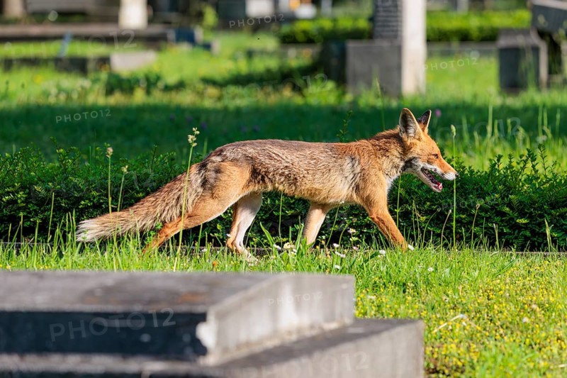 A mature red fox (Vulpes vulpes) runs across green grass between graves in a cemetery on a sunny day. Vienna, Austria