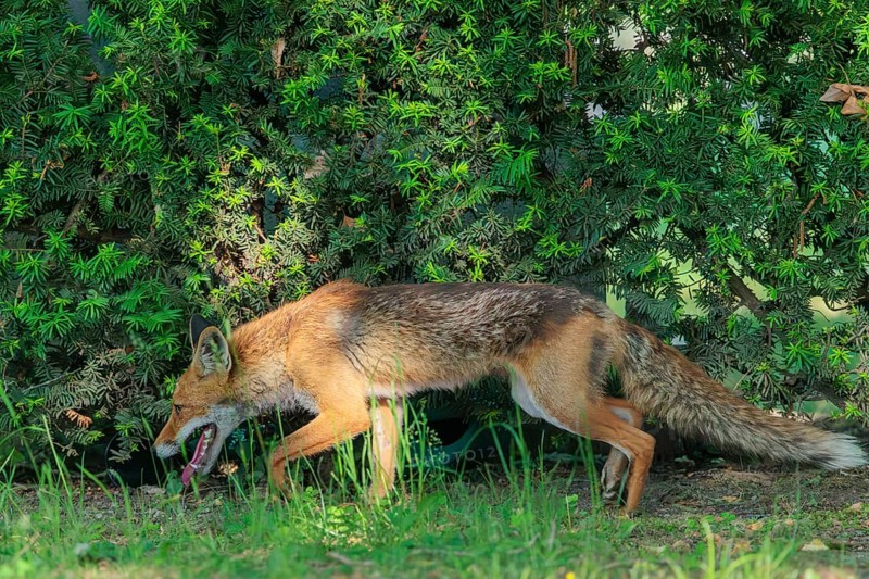 A mature red fox (Vulpes vulpes) runs along a hedge in a cemetery on a sunny day. Vienna, Austria