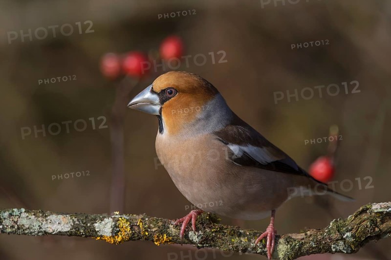 Male hawfinch (Coccothraustes coccothraustes) on a branch with a background of rose hips, Baden-Württemberg, Germany