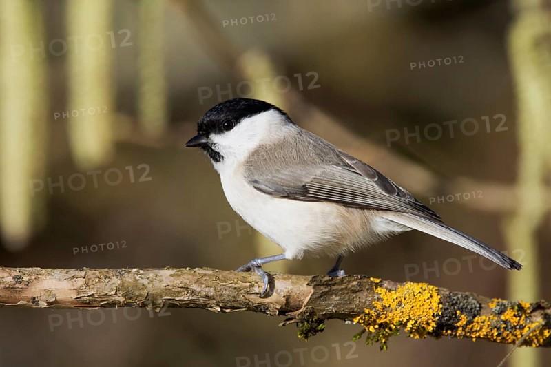 Marsh tit (Parus palustris) standing on a branch with yellow moss in a near-natural environment, Baden-Württemberg, Germany