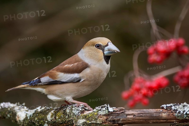 Female hawfinch (Coccothraustes coccothraustes) sitting on a branch, red berries of the common snowball in the background, Baden- Württemberg, Germany