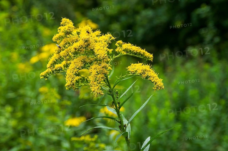 Wild-growing giant goldenrod, Solidago gigantea, as a neophyte from North America in a nature reserve, Königsbrücker Heide, Saxony, Germany. Wild-growing giant Goldenrod, Solidago gigantea as a neophyte from North America in a nature reserve, Königsbrücker Heide, Saxony, Germany
