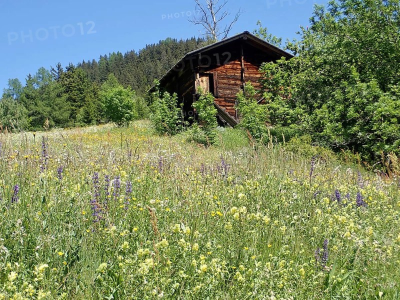 Abandoned wooden hut, barn, in a blooming meadow landscape against a wooded backdrop, Binntal, Goms, Canton of Valais, Switzerland