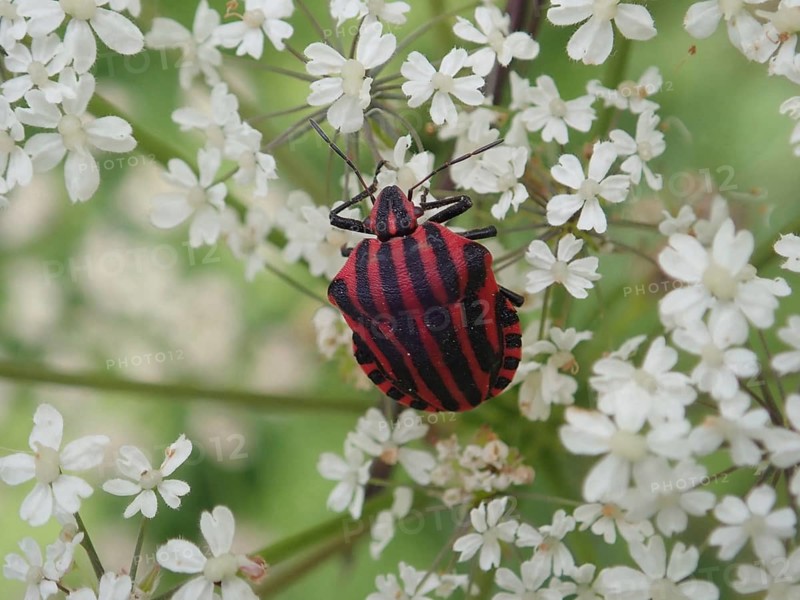 Stripe bug (Graphosoma italicum) with distinctive stripes on white flowers in a detailed close-up, Goms, Canton Valais, Switzerland