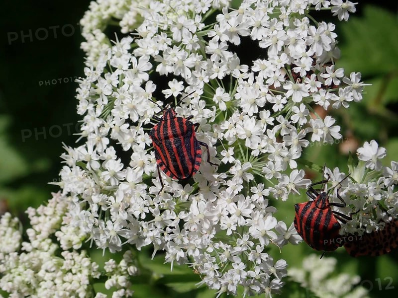 Two striped beetles, stripe bug (Graphosoma italicum), on white flowers in close-up view with vivid play of colours, Goms, Canton Valais, Switzerland