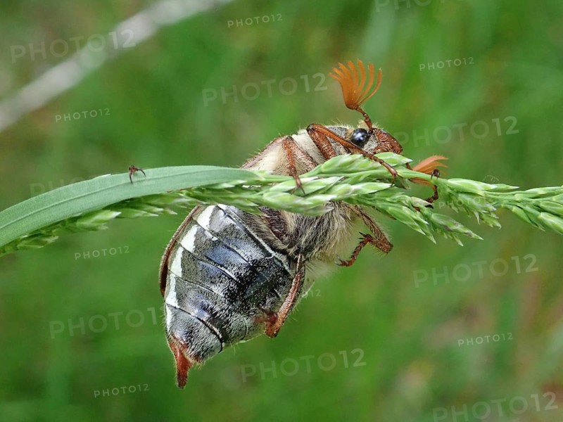 A beetle, common cockchafer (Melolontha melolontha), clinging to a blade of grass surrounded by natural greenery, Goms, Canton Valais, Switzerland