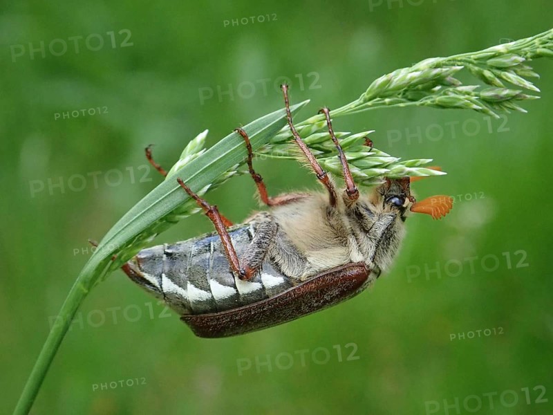 Detailed macro photograph of a beetle, common cockchafer (Melolontha melolontha), balancing on a blade of grass, Goms, Canton Valais, Switzerland