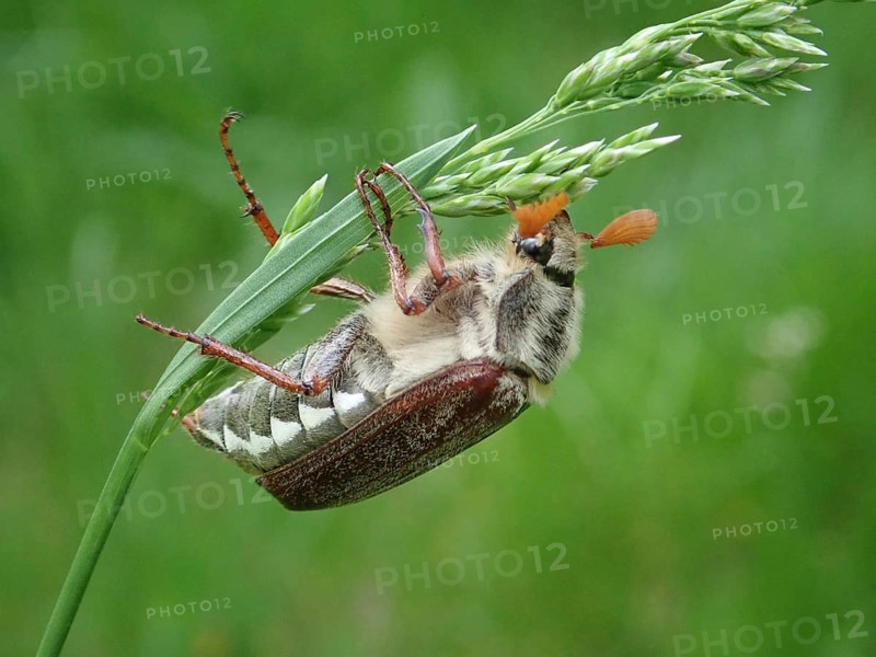Macro photograph of a beetle, common cockchafer (Melolontha melolontha), on a blade of grass, natural environment in shades of green, Goms, Canton Valais, Switzerland