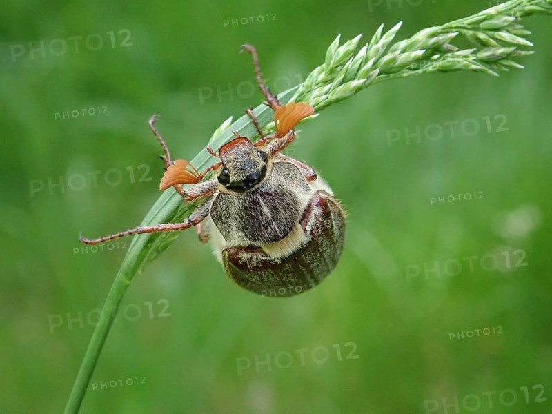 A common cockchafer (Melolontha melolontha) clinging to a blade of grass, surrounded by green nature in spring, Goms, Canton Valais, Switzerland