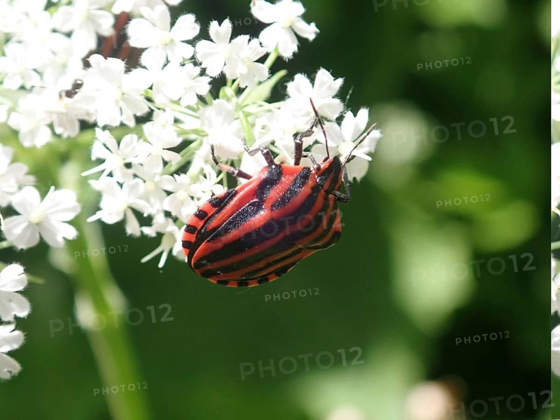 Close-up of a red and black striped beetle, stripe bug (Graphosoma italicum), on white flowers in sunlight, Goms, Canton Valais, Switzerland