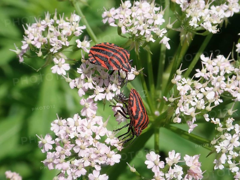 Two beetles, stripe bug (Graphosoma italicum), on pale pink flowers in a detailed view of the flora and fauna, Goms, Canton Valais, Switzerland