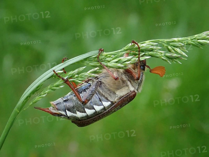 A beetle, common cockchafer (Melolontha melolontha), balancing on a bent blade of grass in a natural environment, Goms, Canton Valais, Switzerland