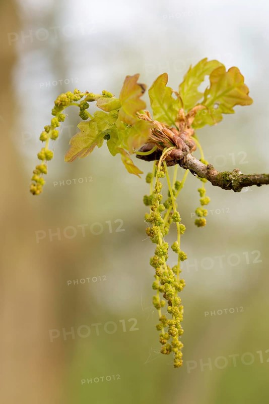 Branch of a pedunculate oak (Quercus pedunculata), also known as summer oak or German oak (Quercus robur) with fresh, young leaves and inflorescences, male flowers, inflorescence, flower catkins, spring, spring, oak leaves, oak leaves, oak blossom, branch, blossom, blossoming, leaf shoot, shoot, bud, buds, many blossoms, close-up, macro, macro shot, detail, detail shot, Lüneburg district, Lüneburg Heath nature park Park, Lower Saxony, Germany