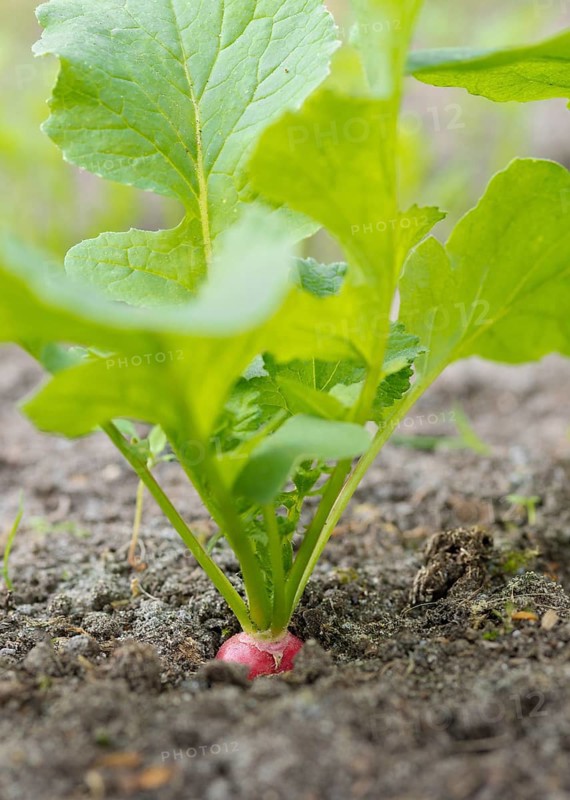 Radish (Raphanus sativus var. sativus), also known as radish, variety of garden radish, useful plant, radish plant grows from the ground, visible red root tuber with green leaves, soil, storage tuber, vegetable, garden, cultivation, farm garden, ripe, gardening, vegetable garden, harvest, red, fresh, eat, self-sufficiency, spring, spring, healthy nutrition, horticulture, grow, macro, close-up, agriculture, Allertal, North German Lowlands, Heidekreis, Lower Saxony, Germany