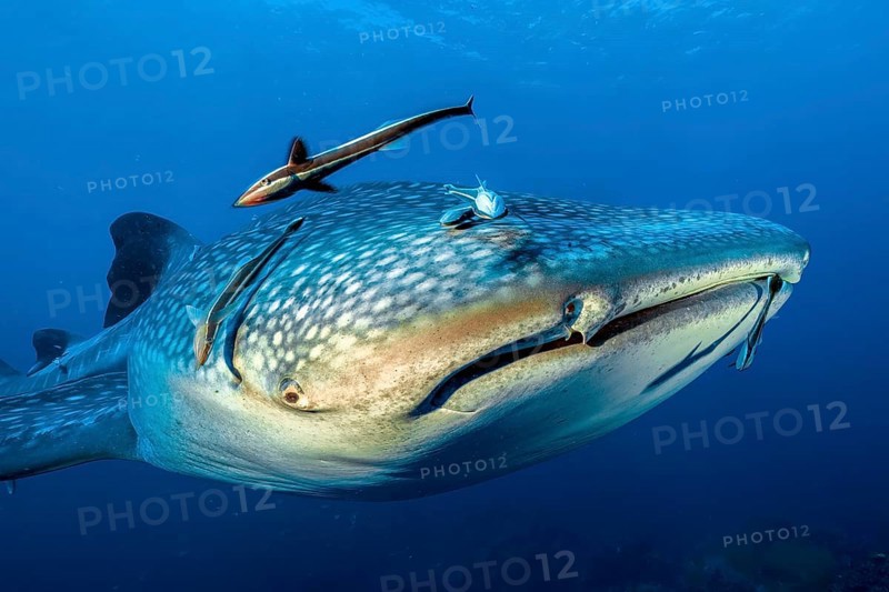 Underwater photo close-up head portrait head portrait of large whale shark (Rhincodon typus) and several specimens of Common remora shark sucker, Phuket, Indian Ocean