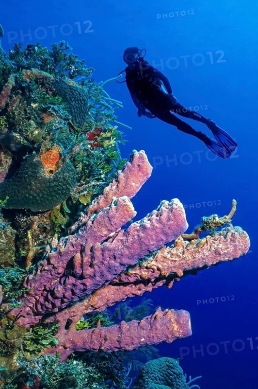 Underwater photo of colony of stovepipe sponge (Aplysina archeri) tube sponge in Caribbean diving area Diving area with underwater landscape coral reef, in the background silhouette of scuba diver during scuba diving, Caribbean