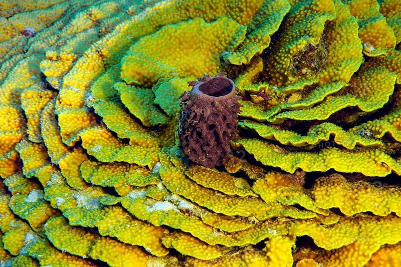 Underwater photo of Small Prickly tube-sponge (Callyspongia crassa) growing in the centre of (Turbinaria reniformis) goblet coral, Red Sea