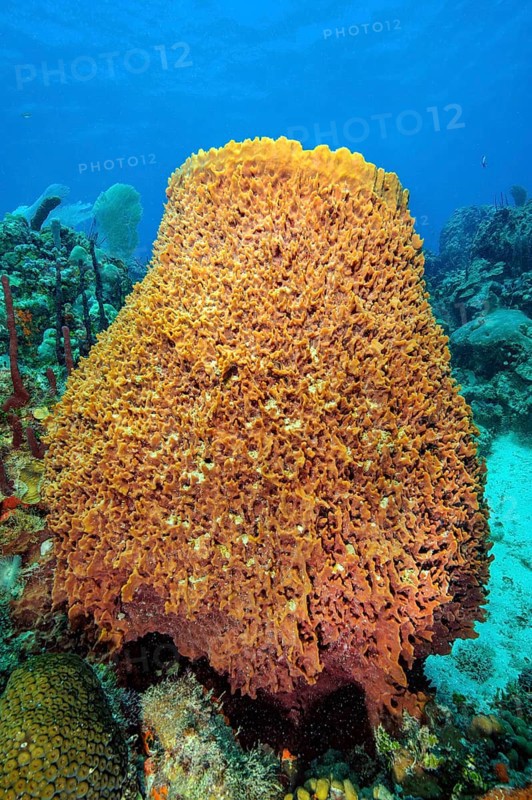 Giant Barrel Sponge (Xestospongia muta) Barrel sponge growing in Caribbean coral reef, Caribbean, Bahamas