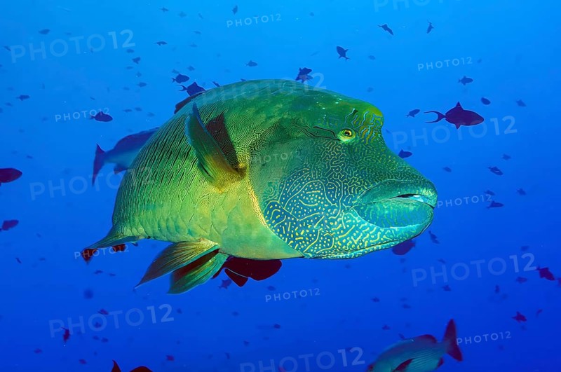 Underwater photo of Napoleon Wrasse (Cheilinus undulatus), Pacific Ocean, Caroline Islands, Micronesia, Oceania
