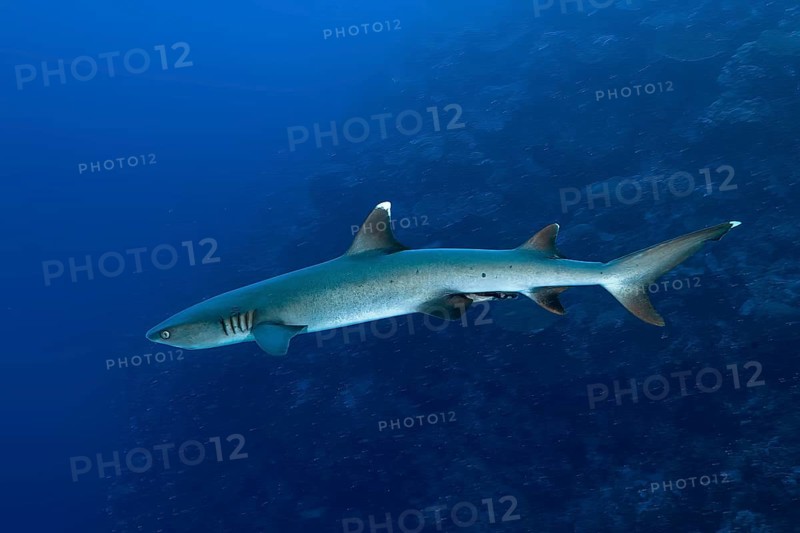 Underwater photo of adult whitetip reef shark (Triaenodon obesus) predator swimming in front of coral reef, Pacific Ocean