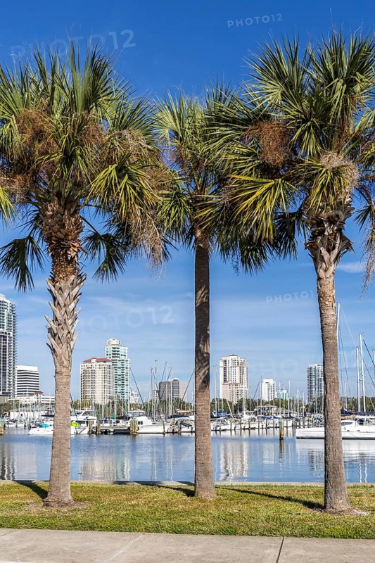 Saint Petersburg Florida promenade on Tampa Bay with palm trees in Downtown St Petersburg, USA