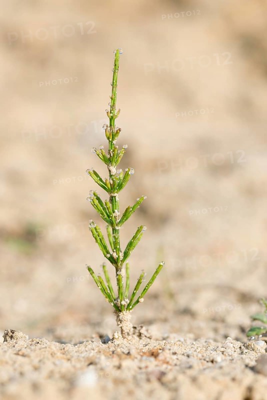 Young shoot of field horsetail (Equisetum arvense), also known as field horsetail, tinweed, field horsetail, tin grass, grows from sandy soil, sand and dew drops on the leaves or branches, water drops reflect sunlight, sunny, bare sandy area, sandy soil, medicinal plant, natural medicine, alternative medicine, home remedy, abandoned sand pit, Lüneburg district, Lüneburg Heath, Lower Saxony, Germany