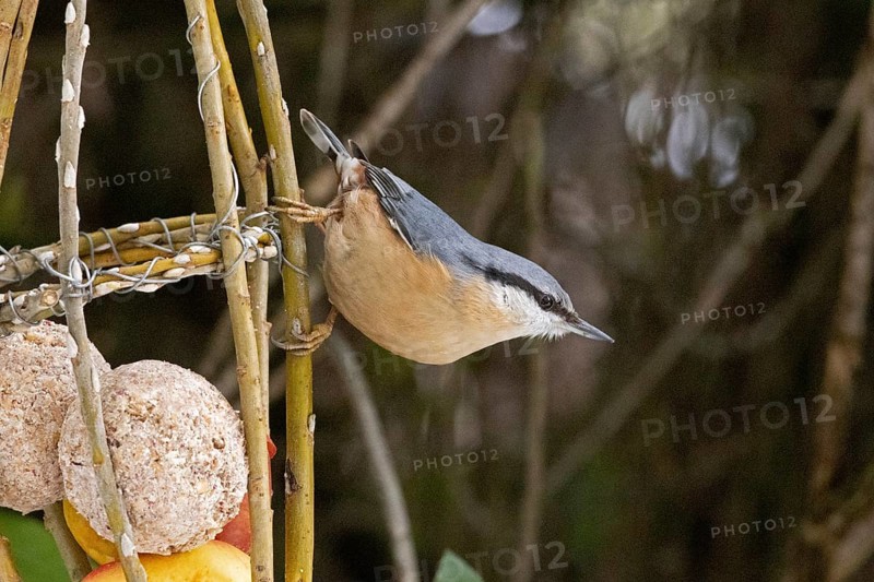 Nuthatch (Sitta europaea), tit dumpling, Sieversen, Rosengarten, Lower Saxony, Germany