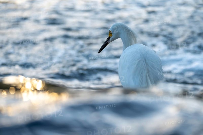 Free-living grey heron (Egretta thula) at a fountain, Buenos Aires, Argentina