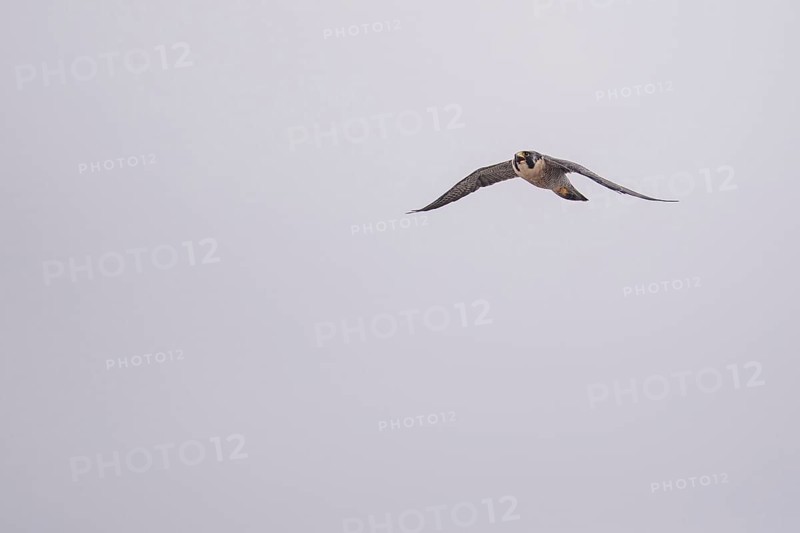 Free-living peregrine falcon (Falco peregrinus) in flight, Buenos Aires, Argentina