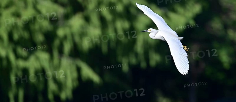 Free-living Great White Egret (Egretta thula) in flight, Buenos Aires, Argentina