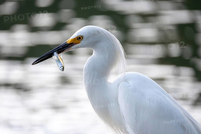 Free-living grey heron (Egretta thula) with freshly caught fish in its beak, Buenos Aires, Argentina