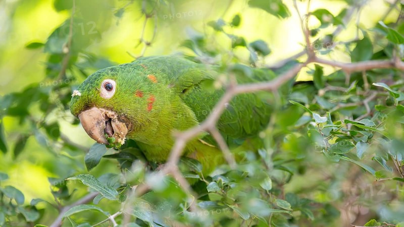 Portrait of a free-living baboon parakeet (Psittacara leucophthalmus) feeding in a tree, Buenos Aires, Argentina