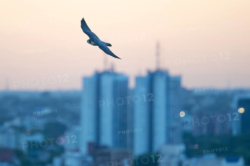 Free-living peregrine falcon (Falco peregrinus) in flight over the city, Buenos Aires, Argentina
