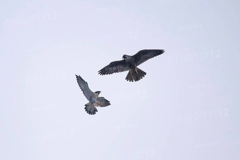 Fight between two free-living peregrine falcons (Falco peregrinus) in flight, Buenos Aires, Argentina