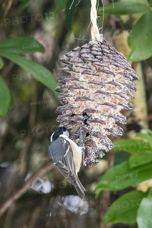 Fir tit (Periparus ater) eating fat food, Sieversen, Rosengarten, Lower Saxony, Germany