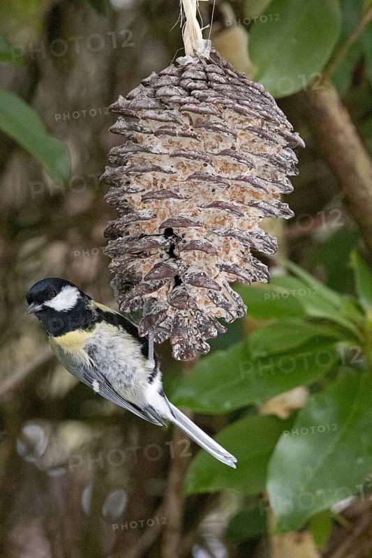 Great tit (Parus major) eating fat food, Sieversen, Rosengarten, Lower Saxony, Germany