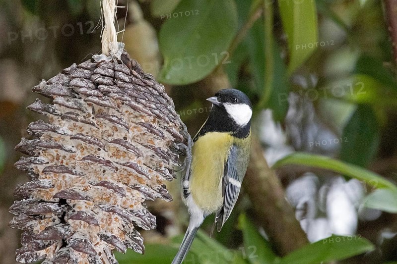 Great tit (Parus major) eating fat food, Sieversen, Rosengarten, Lower Saxony, Germany