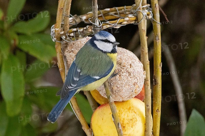 Blue tit (Cyanistes caeruleus), tit dumpling, Sieversen, Rosengarten, Lower Saxony, Germany