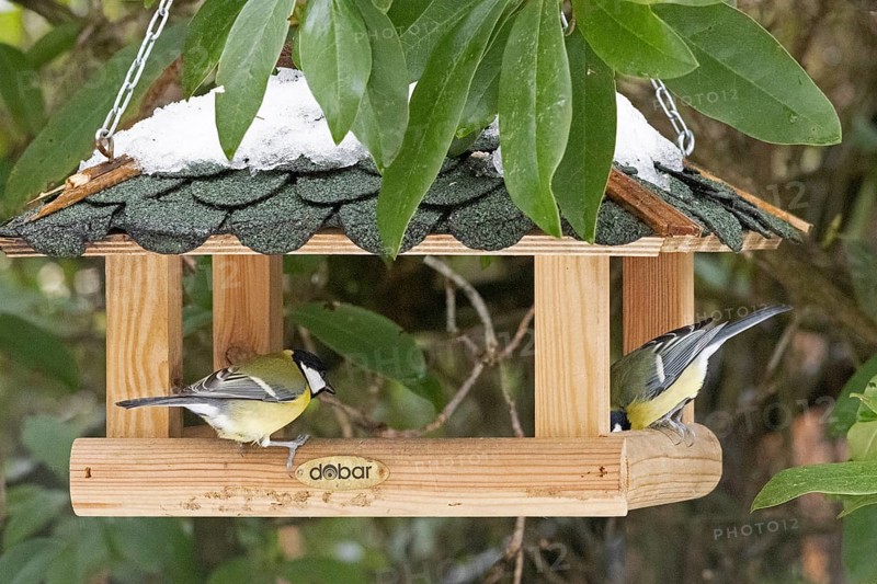 Great tits (Parus major), feeder, Sieversen, Rosengarten, Lower Saxony, Germany