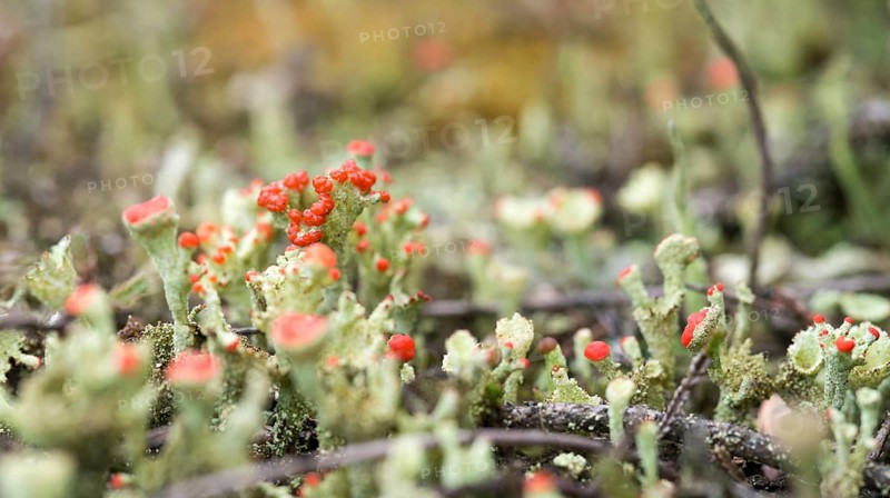 Close-up of very small lichens, trumpet-shaped with red and green colors on barren sandy soil with plant remains, lichen Cladonia spec., red fruiting bodies, lichen growth, macro, macro image, detail, symbiosis, symbiotic, Schwindebecker Heide nature reserve, Lüneburger Heide nature park, Harburg district, Lower Saxony, Germany