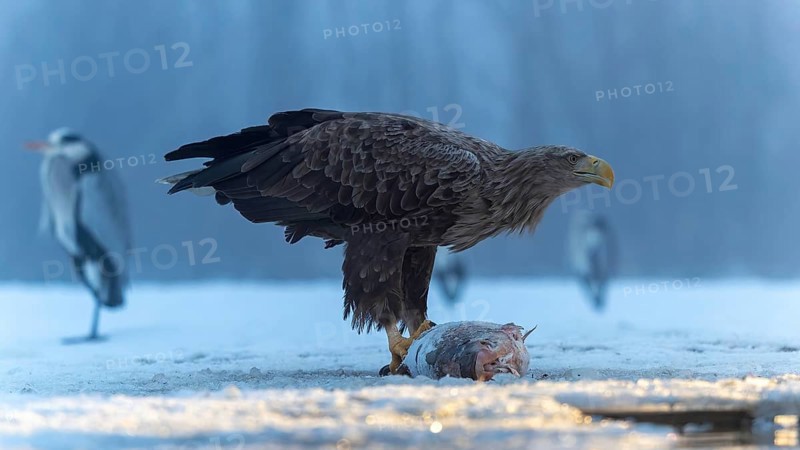 White-tailed eagle (Haliaeetus albicilla) adult bird on the water and on the ice, hunting, foraging, lake landscape, prey, hunting, waterfowl fleeing, male and female, pair, carp eating, fish caught, heron fleeing, catches, geese, flight, bird of prey, watery landscape, Hortobágyi Nemzeti Park, Hungary