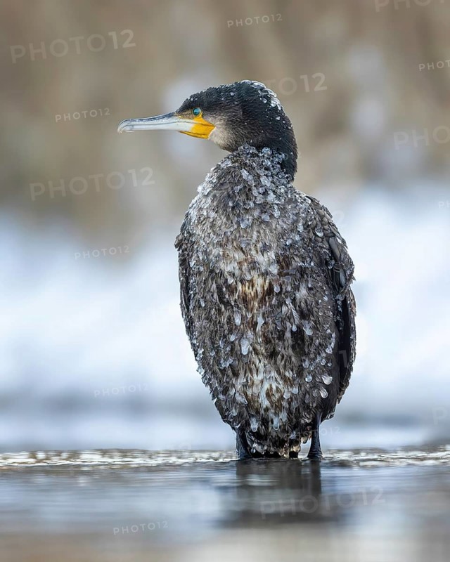 Cormorant (Phalacrocorax carbo) sitting, frost and ice on feathers, iced, distress, lack of food, portrait, winter, hunting, fishing, sunrise, morning light, Hortobágyi Nemzeti Park, Hungary