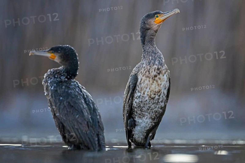Cormorant (Phalacrocorax carbo) sitting, frost and ice on feathers, iced, distress, pair, lack of food, portrait, winter, hunting, fishing, sunrise, morning light, Hortobágyi Nemzeti Park, Hungary