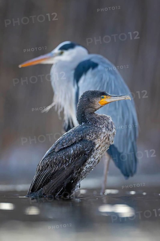 Cormorant (Phalacrocorax carbo) and grey heron (Ardea cinerea) sitting, frost and ice on feathers, icy, distress, lack of food, portrait, winter, hunting, fishing, sunrise, morning light, Hortobágyi Nemzeti Park, Hungary