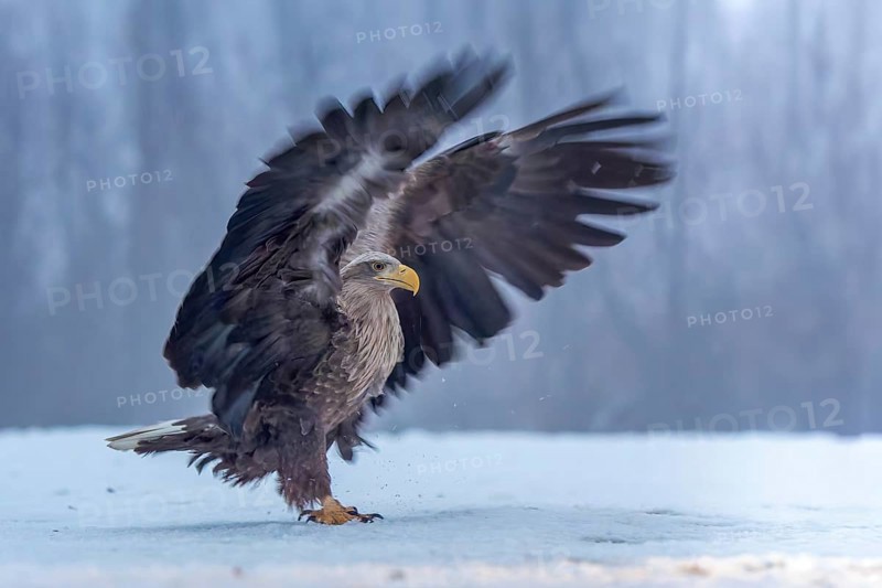White-tailed eagle (Haliaeetus albicilla) adult bird on the water and on the ice, hunting, approach, wing, foraging, lake landscape, prey, hunting, waterfowl fleeing, male and female, pair, carp eating, fish caught, heron fleeing, cormorant, catches, geese, flight, bird of prey, watery landscape, Hortobágyi Nemzeti Park, Hungary