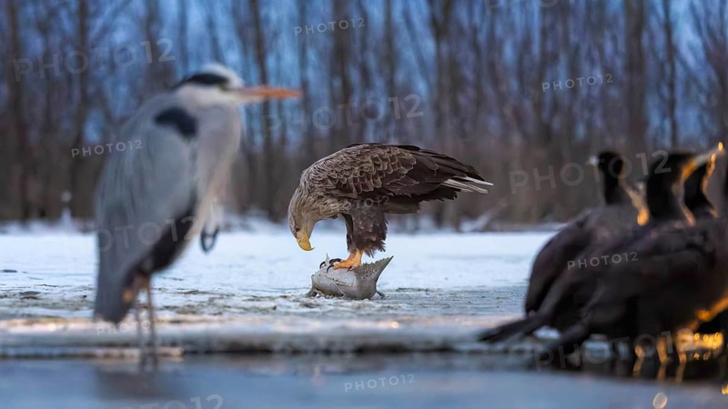 White-tailed eagle (Haliaeetus albicilla) adult bird on the water and on the ice, hunting, foraging, lake landscape, prey, hunting, waterfowl fleeing, male and female, pair, carp eating, fish caught, heron fleeing, catches, geese, prey, flight, bird of prey, watery landscape, Hortobágyi Nemzeti Park, Hungary