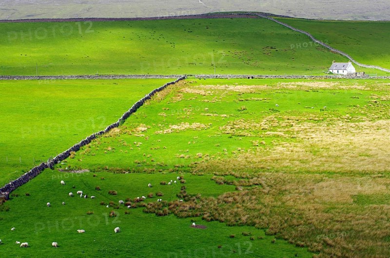 Green fields with grazing sheep and a lonely house on the horizon, Tongue, Highlands, West Coast, Scotland, United Kingdom