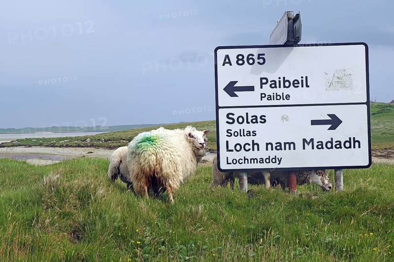 Sheep in a green field next to a road sign leading to various places, Outer Hebrides, Hebrides, Scotland, United Kingdom